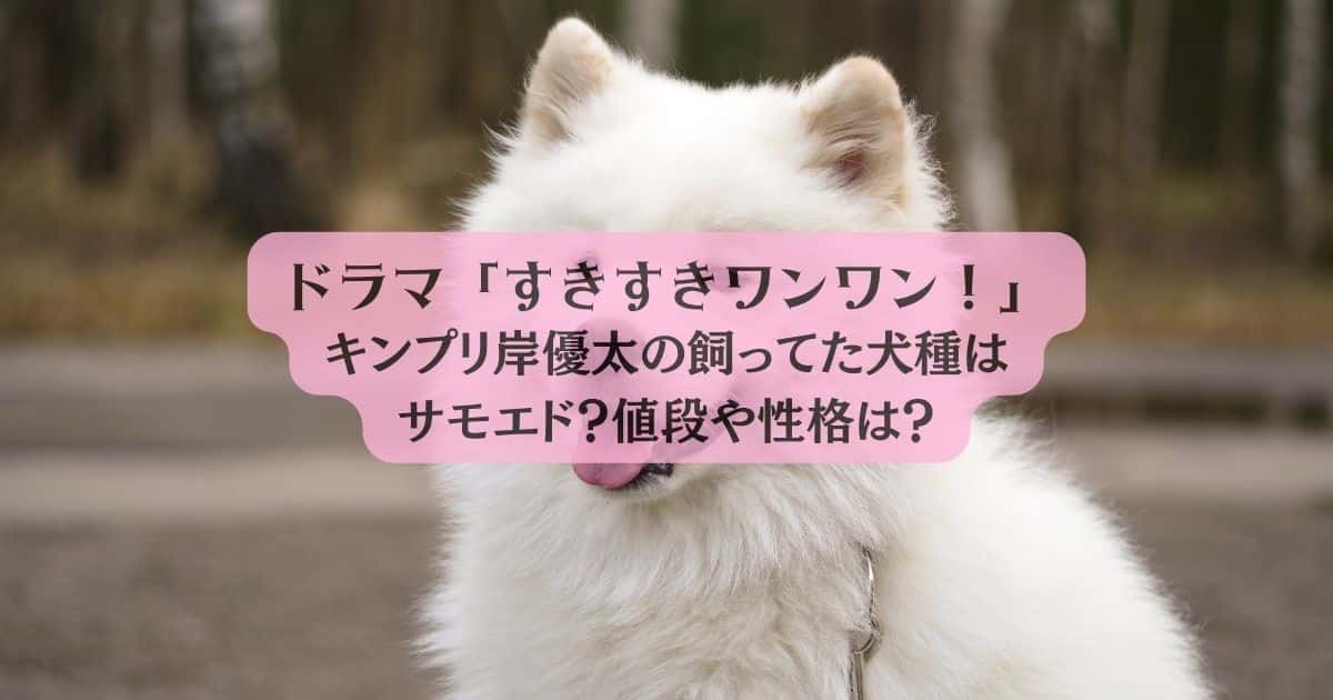 ドラマ「すきすきワンワン！」キンプリ岸優太の飼ってた犬種はサモエド？値段や性格は？